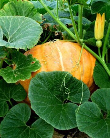 Pumpkin in the garden next to a female flower