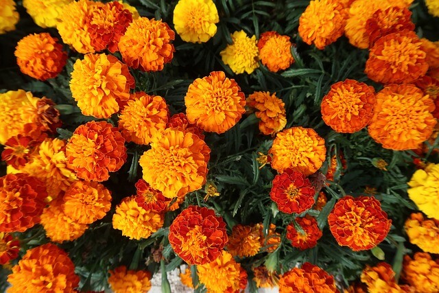A bunch of Marigold flowers