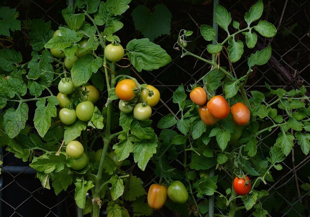 Tomaten aan twee tomatenplanten tegen een hekwerk aan