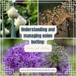 Understanding-and-managing-bolting-onions-Causes-and-solutions