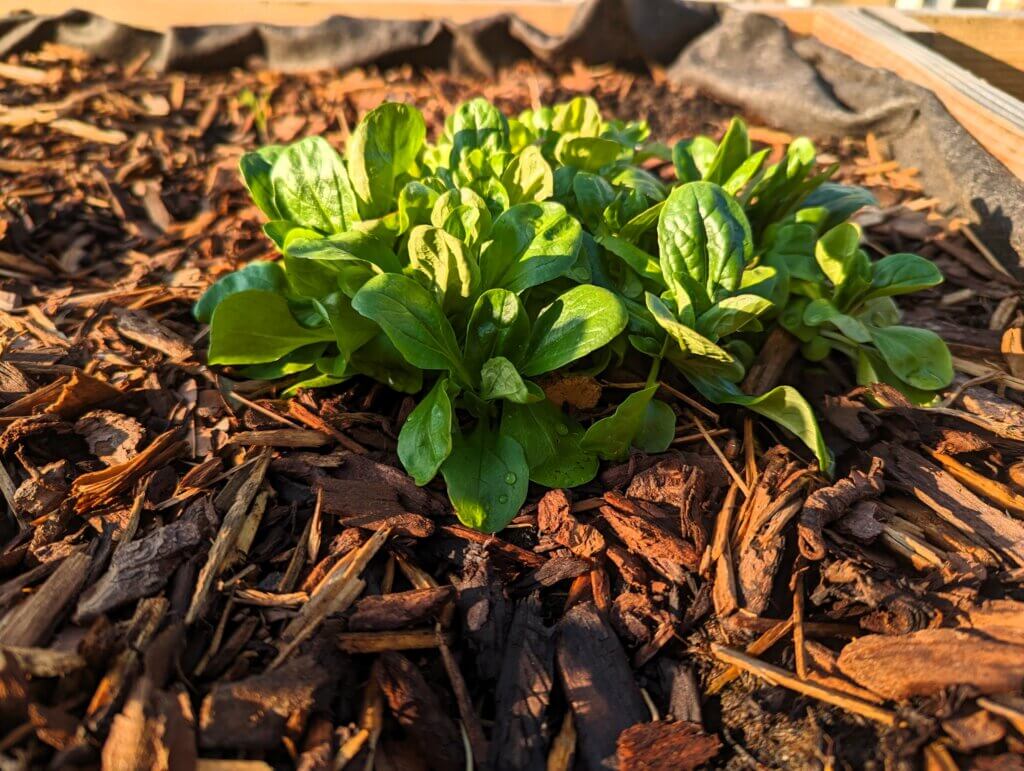 lettuce in the garden with some mulch 