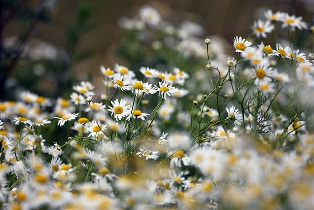 This image has an empty alt attribute; its file name is chamomile-Image-by-Artur-Pawlak-from-Pixabay.jpg