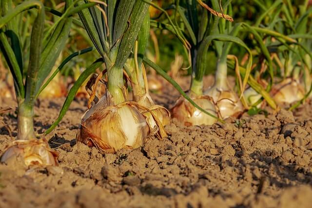 a field of onions