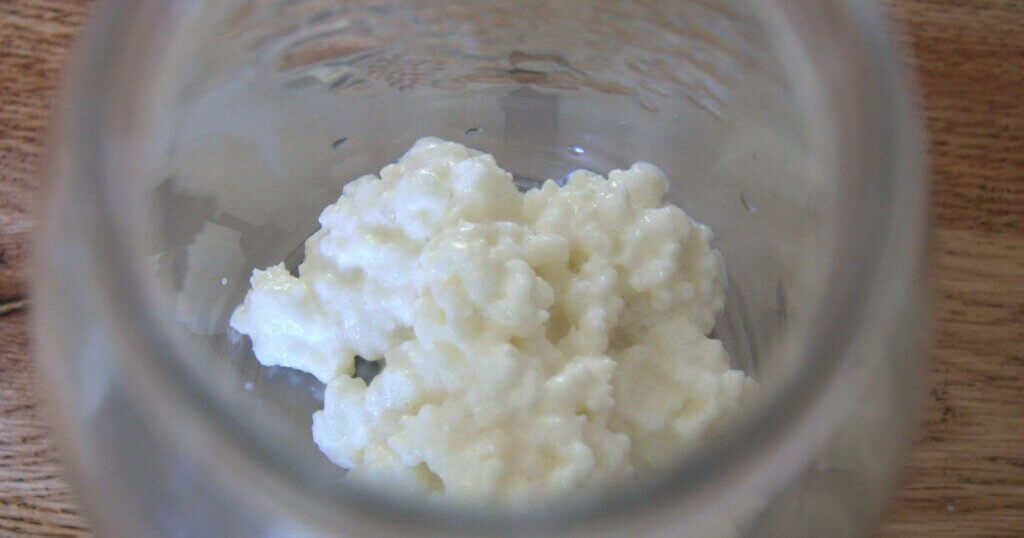 Close-up of fresh milk kefir grains in a glass jar, ready for fermentation.