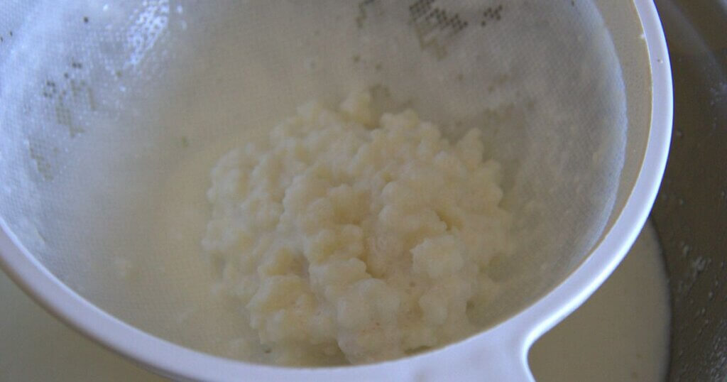 Close-up of strained milk kefir grains resting in a fine plastic sieve after fermentation.