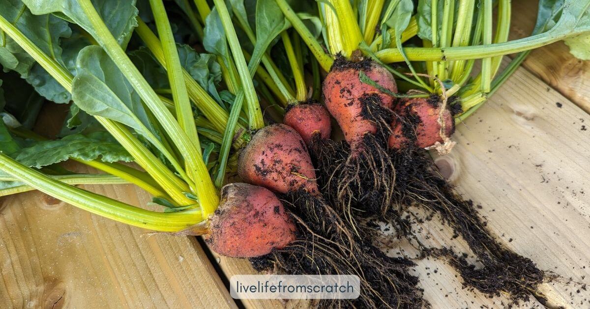 Beginner's Guide on How to Grow Beets in a Vegetable Garden - Live Life ...