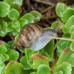 a snail on some plants