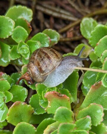 a snail on some plants