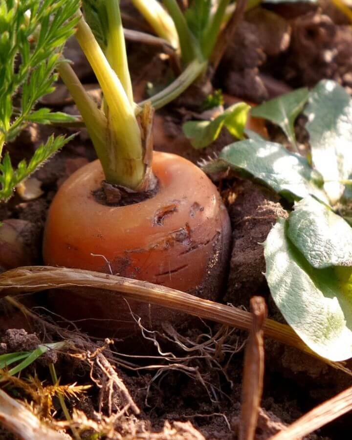 A carrot in the soil with some mulch