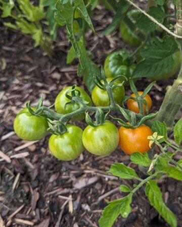 tomatoes on a vine, some ripe others still green