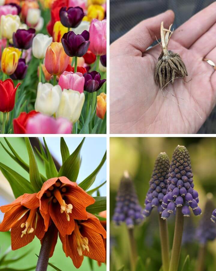 several kinds of bulb flowers