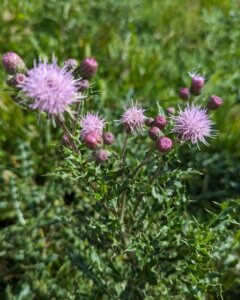 blooming thistle with pink flowers