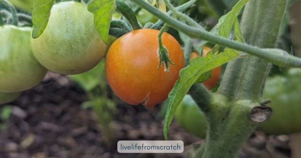 Tomato that is burst in the bottom.
