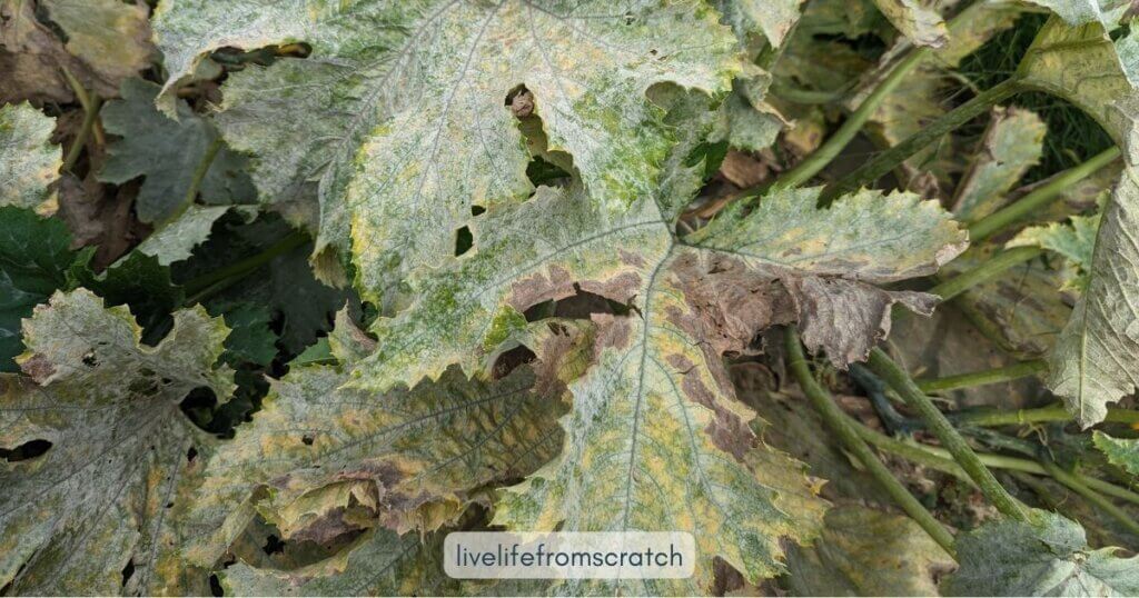 Powdery mildew on a zucchini plant.