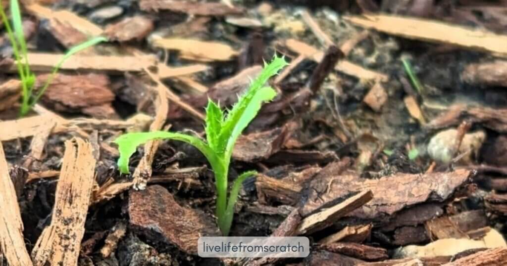 A thistle and mulch