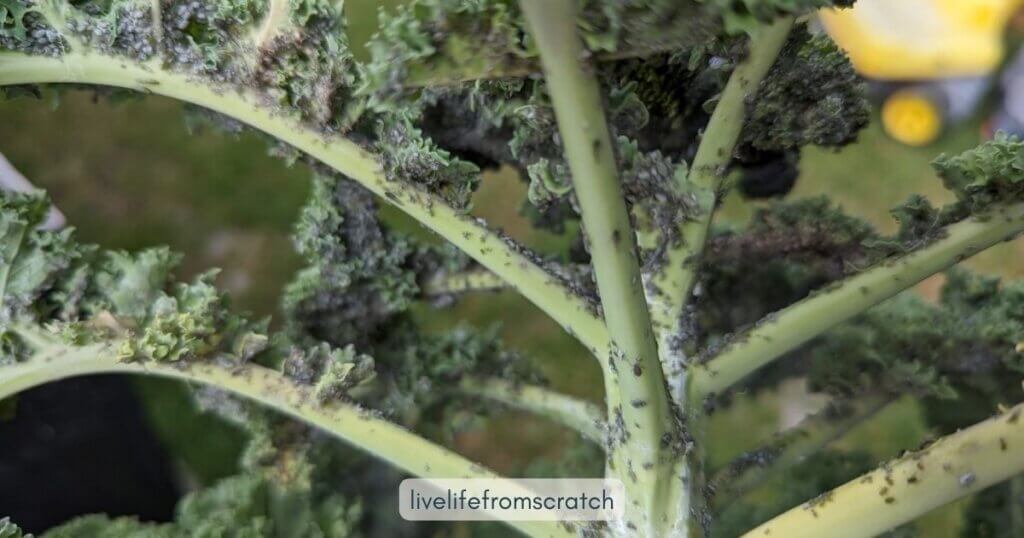 kale infested with cabbage aphids