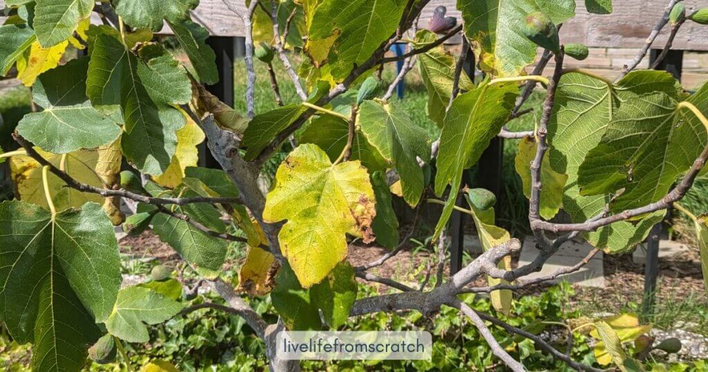 a fig tree with yellow leaves that have brown edges and ribbed figs