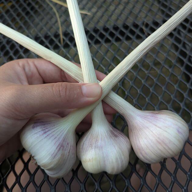 Three bulbs of garlic with a hand