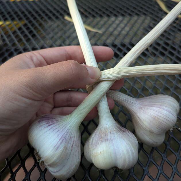 Three bulbs of garlic with a hand