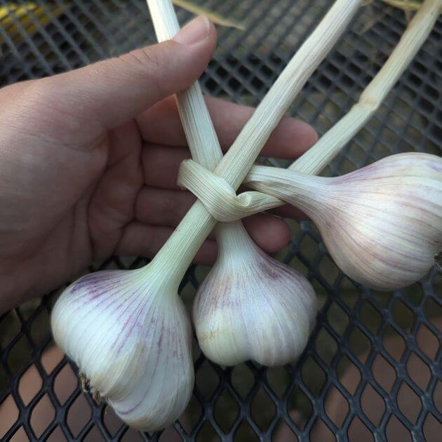 Three bulbs of garlic with a hand
