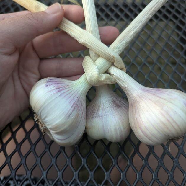 Three bulbs of garlic with a hand